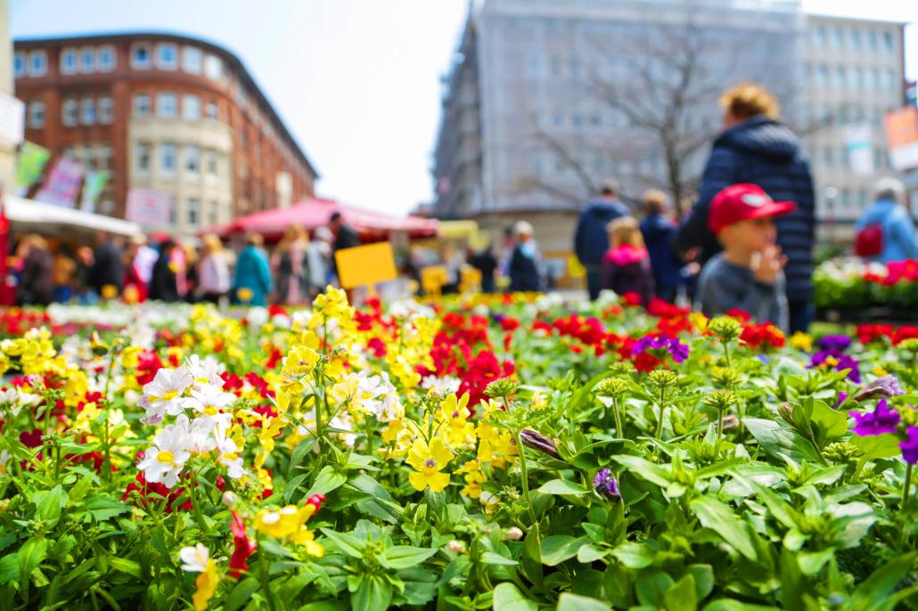  Blumenmeer in der Innenstadt