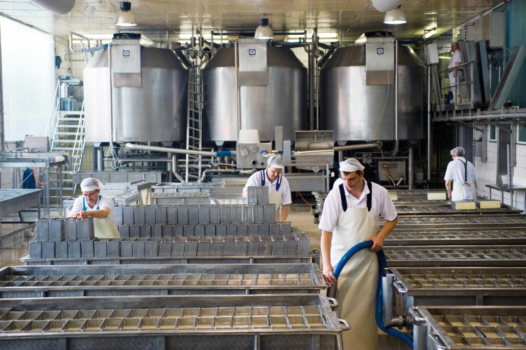 Hier wird Käse von Hand gefertigt: Die Formen werden mehrmals täglich
gewendet damit der Holtseer Tilsiter seine Brotform erhält