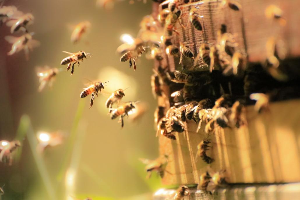 Weltbienentag sollte jeder Tag im Jahr sein: Denn die kleinen Brummel müssten geschützt werden!