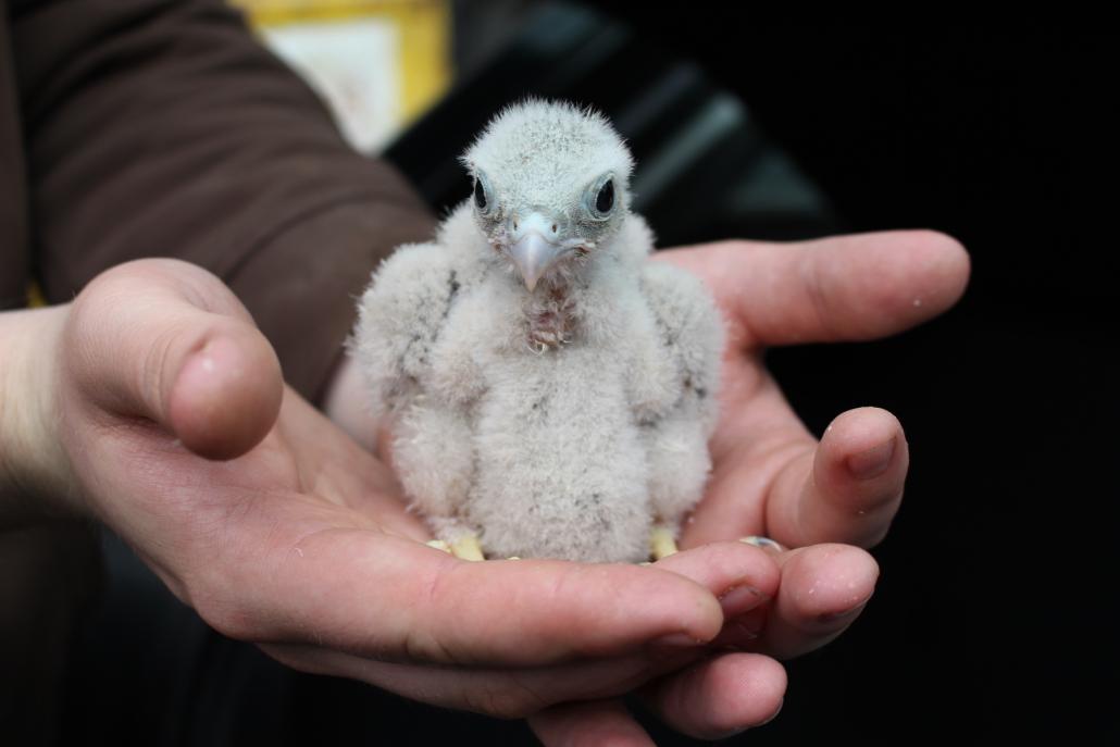 Dieses junge Turmfalkenküken wurde gemeinsam mit drei Geschwisterchen gefunden und in der Wildtierstation in Preetz abgegeben