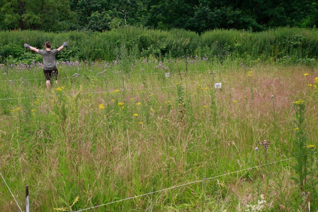 Die Wildkräuter-Wiese ist nur ein erster Schritt – das Greenteam hat noch viele Pläne