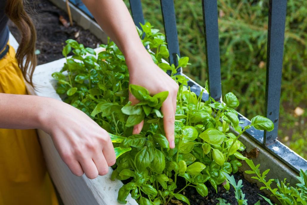 Tipps für den Balkon – eigenes Gemüse ziehen