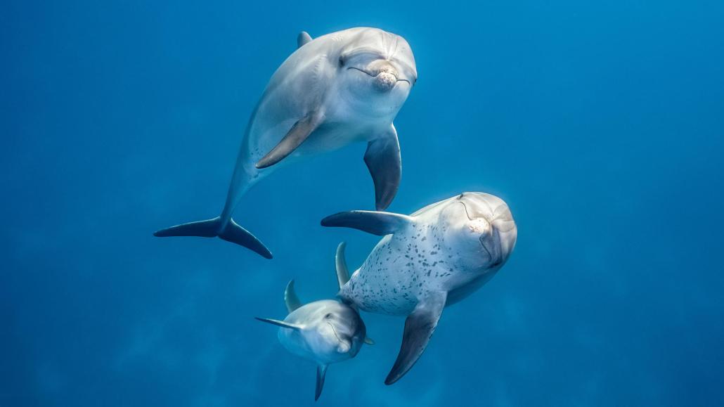 Das „International Ocean Film Festival San Francisco“ präsentiert das neueste
Abenteuer von Disneynature: Delfine