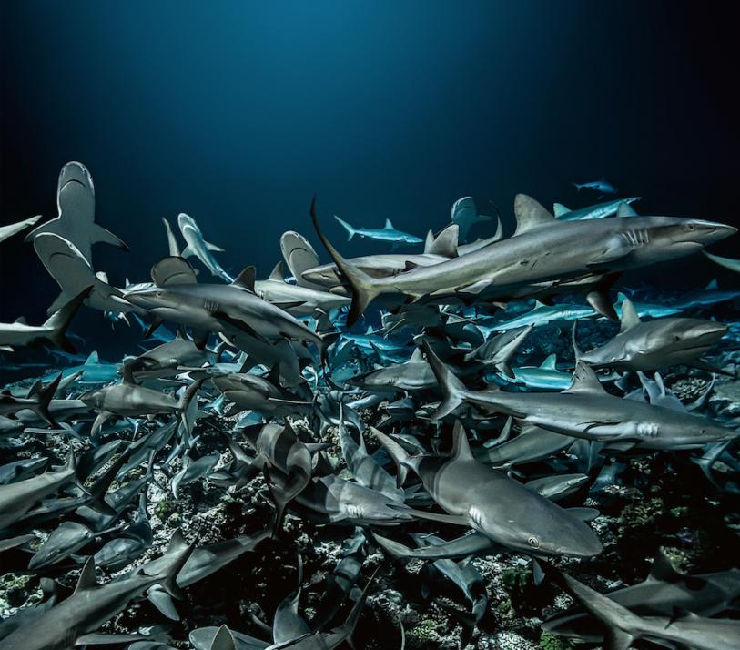 Für „700 Sharks“ tauchte ein Forscher-Team in Französisch-Polynesien hinunter zur weltgrößten Gruppe Grauhaie