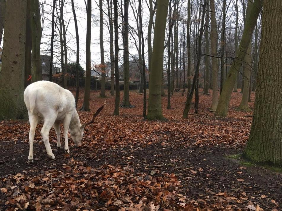 Weihnachten im Wildgehege