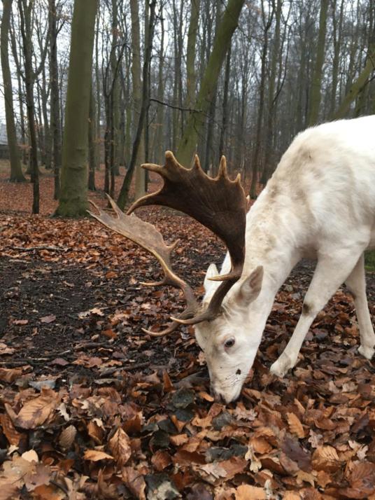 Weihnachten im Wildgehege