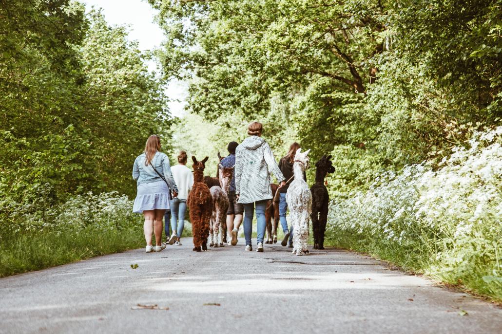 Lama-Spaziergang: Lene vom Förde Fräulein-Team hatte Geburtstag, also erfüllten wir ihr einen großen Wunsch – einen Spaziergang mit einem Lama.