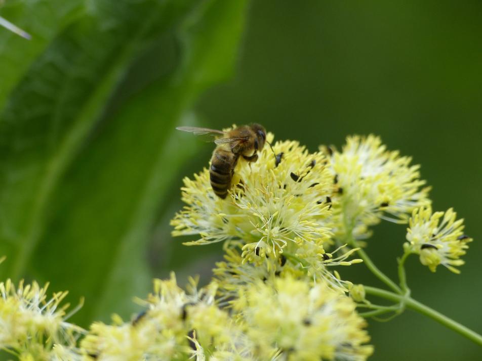 Die Gelbe Wiesenraute ist bei Bienen und Hummeln besonders beliebt