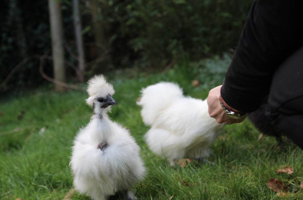 Showgirls sind keine offziell anerkannte Rasse, erfreuen sich aber durch ihr attraktives Aussehen, ihre Robustheit und ihre einfache Haltung stark zunehmender Beliebtheit