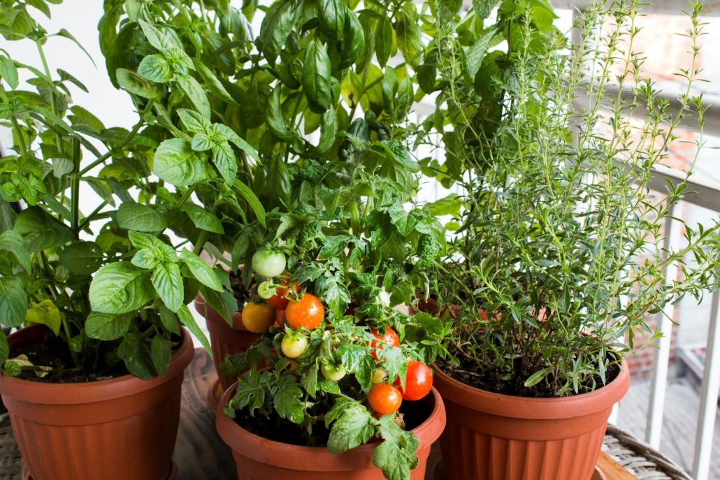 Tomaten auf dem Balkon, Kräuter in Tontopftürmen oder nachhaltige Hecken im Garten: 3 tolle Tipps für die Outdoorzeit