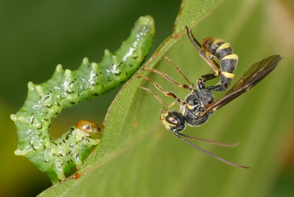 Excavarus apiarius, eine wespenähnliche Schlupfwespe, die es auf eine Blattwespenlarve abgesehen hat.