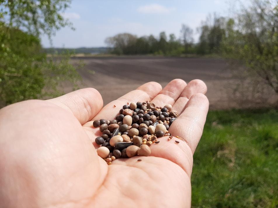 Ökostrom wahrt Bienen- und Insektenvielfalt