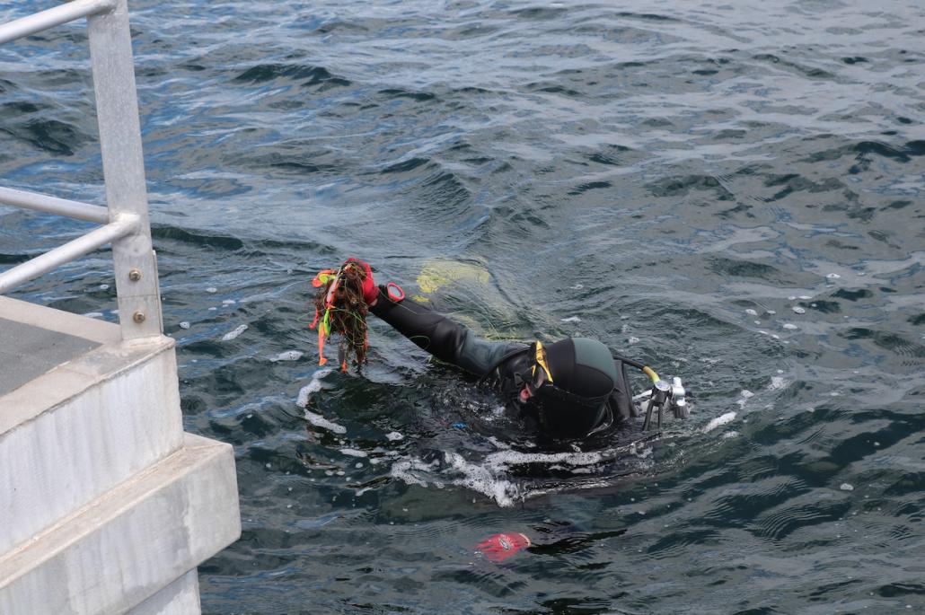 Wenig später holt sie Netzreste und Plastikmüll aus der Ostsee