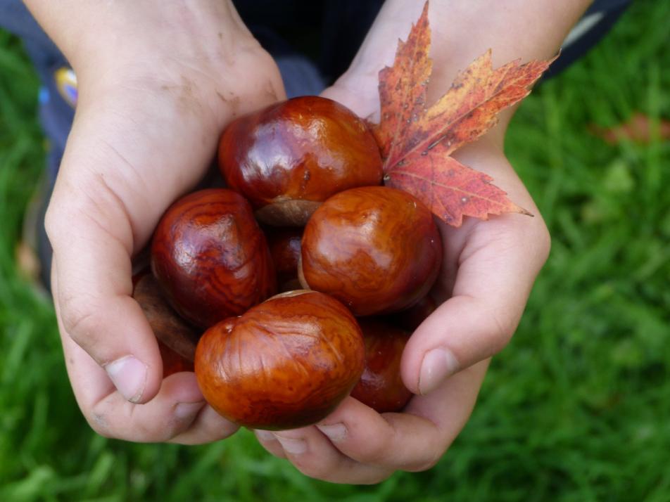 Die schönsten Früchte des Herbstes und allseits beliebter Bastel-Gegenstand: Kastanien