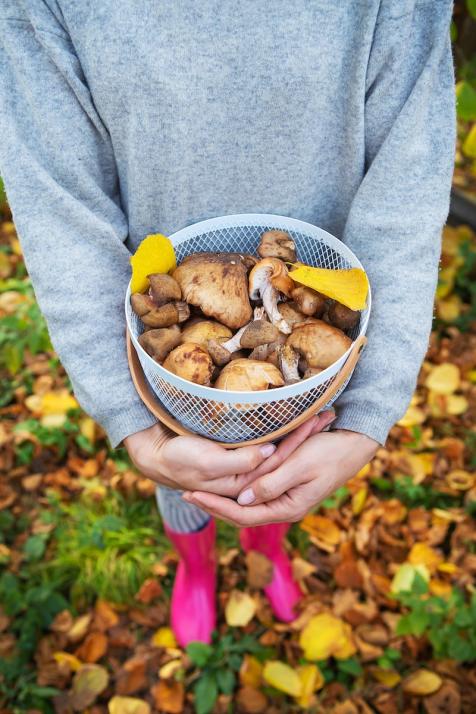 Zum Selbersammeln: Pilze aus den heimischen Wäldern