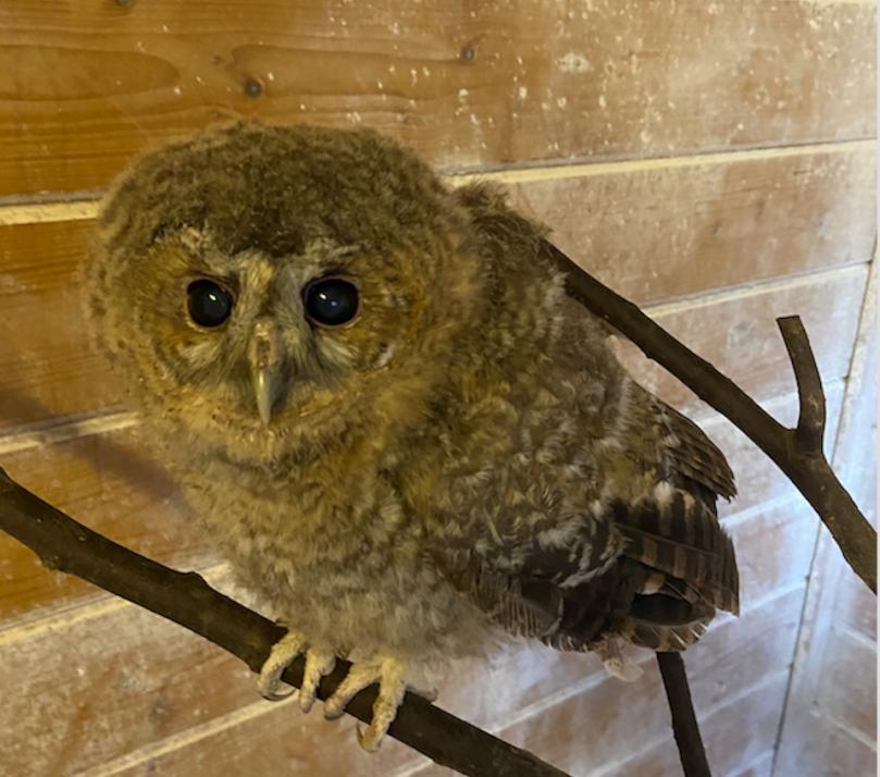 Wegen eines Bluergusses im Auge konnte der Waldkauz nicht richtig sehen und wurde von Milan einige Monate versorgt.