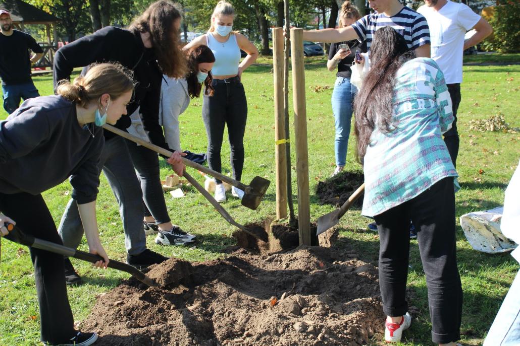 Mit vereinten Kräften wird der Baum gepflanzt.