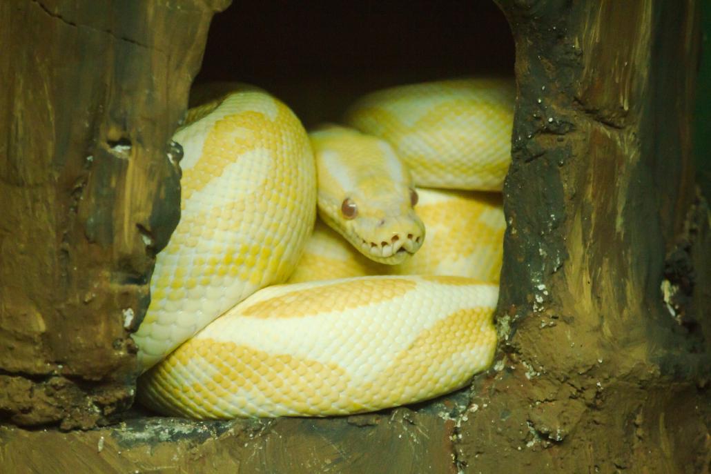 Nachdem der Albino-Python unterkühlt gefunden wurde, päppelte das Tierheim Uhlenkrog den Freigänger wieder auf.