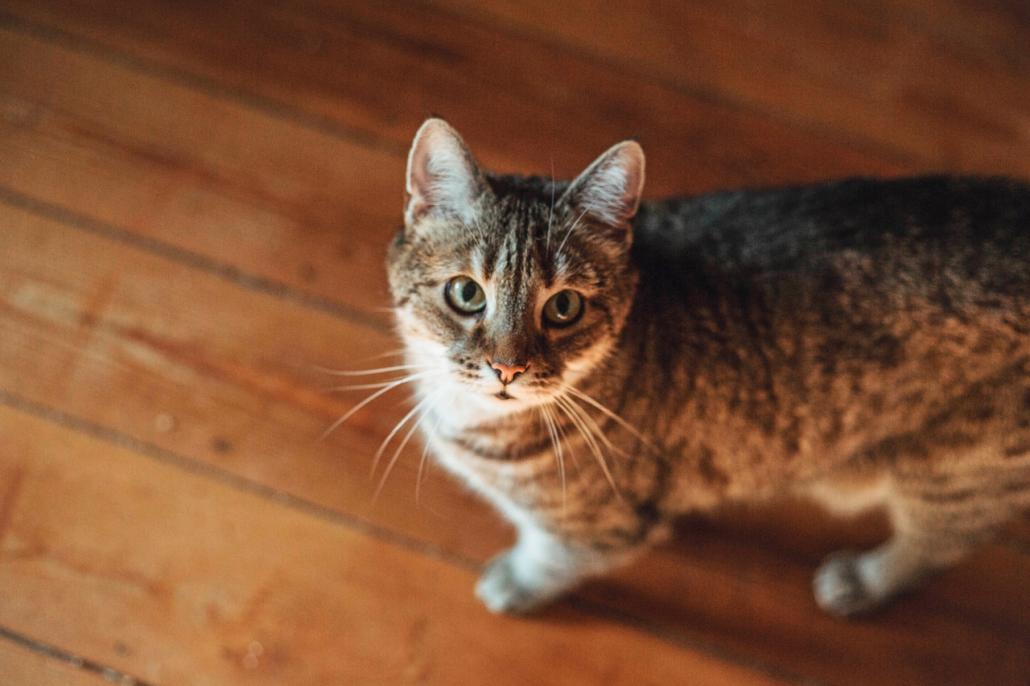 Katze Mulli freut sich nach und nach immer mehr über den neuen Spielgefährten im Haus.