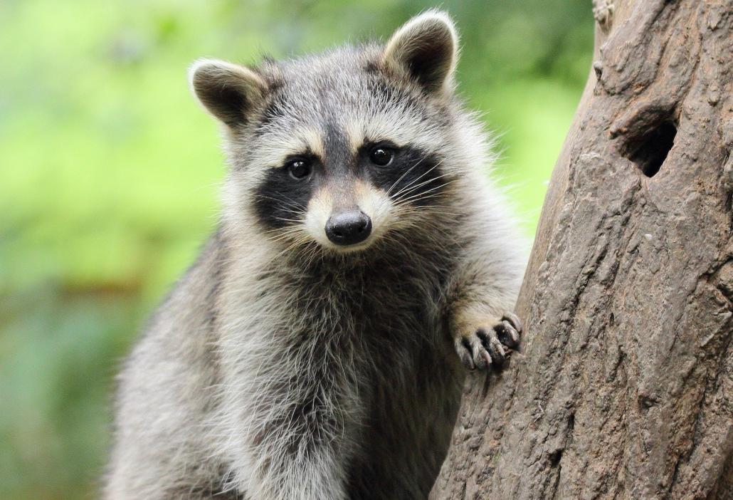 Der Waschbär gehört zu den Neozoen, also einer eingeführten, eingeschleppten oder eingewanderten Tierart
