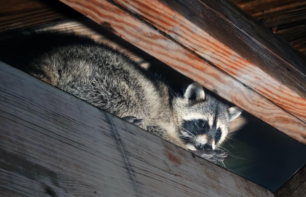 Laut NABU Schleswig-Holstein wurde 1956 der erste Waschbär in Preetz beobachtet