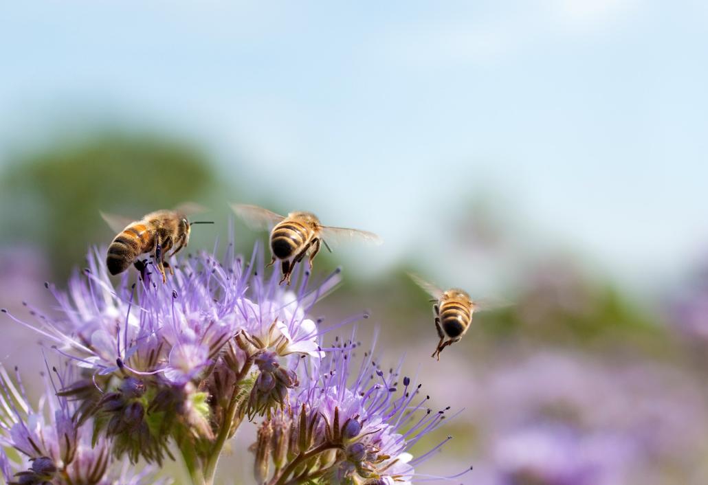 Die Landeshauptstadt Kiel möchte aktiv zur Biodiversität beitragen und die Insektenvielfalt erhöhen.