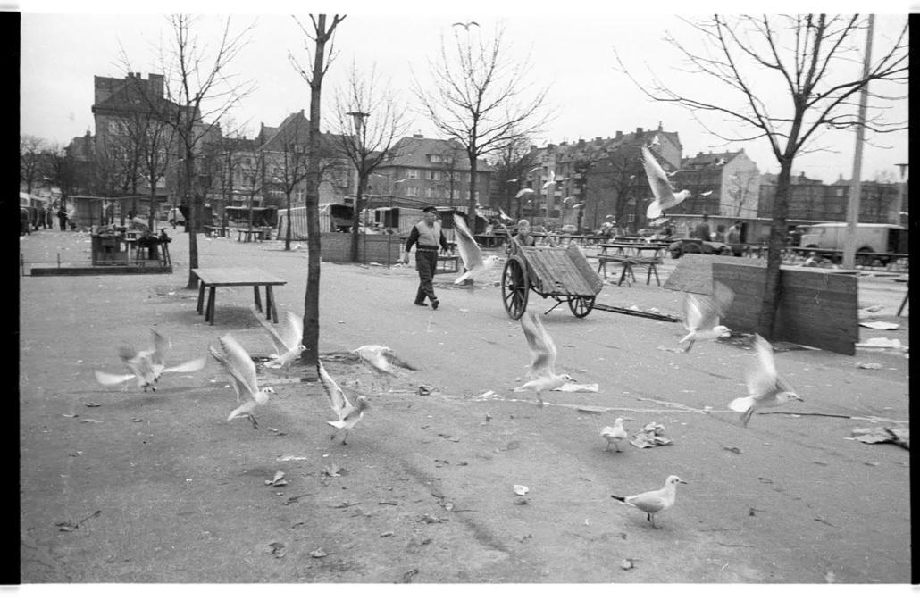 Das Foto zeigt das Treiben der Möwen an einem kalten Novembertag im Jahr 1957.