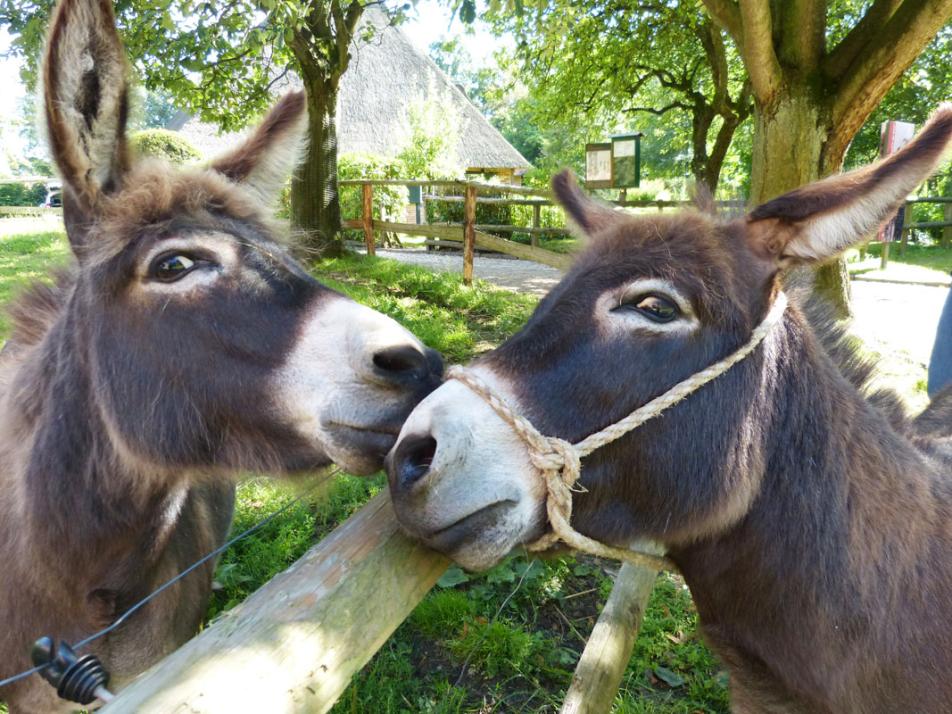 Auch die Tiere im Freilichtmuseum Molfsee freuen sich auf viele kleine Gäste.