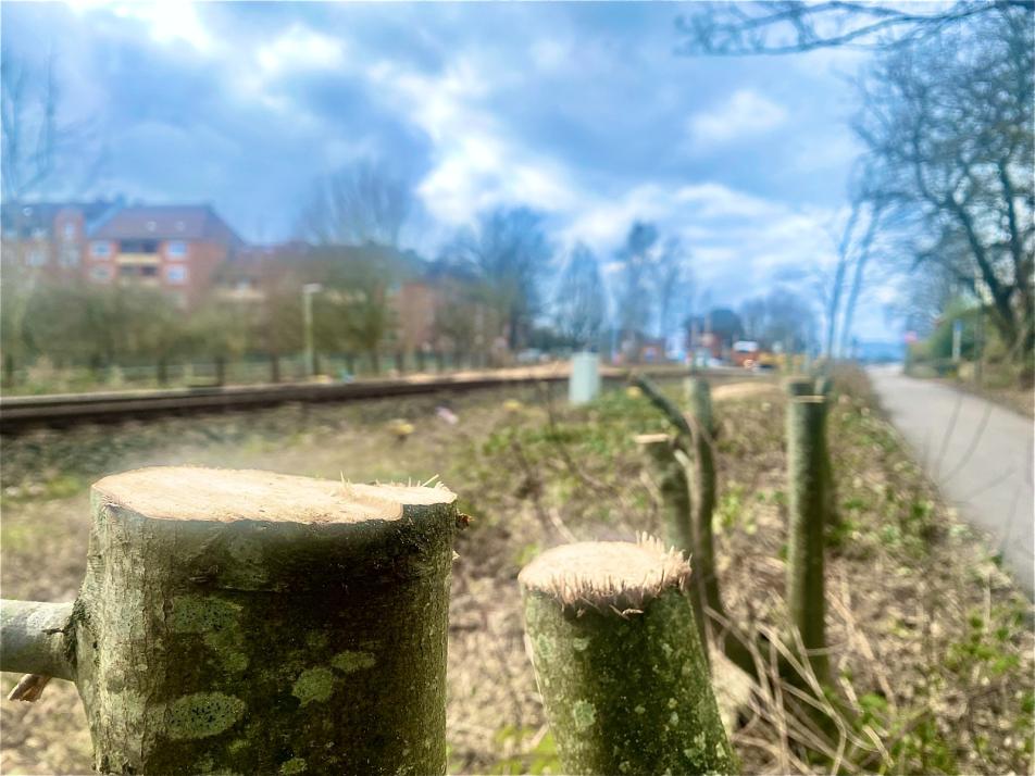 Nach den Holzarbeiten in Kiel, wie hier entlang der Veloroute 10, wechselte das geschlagene Holz mancherorts die Besitzer*innen.