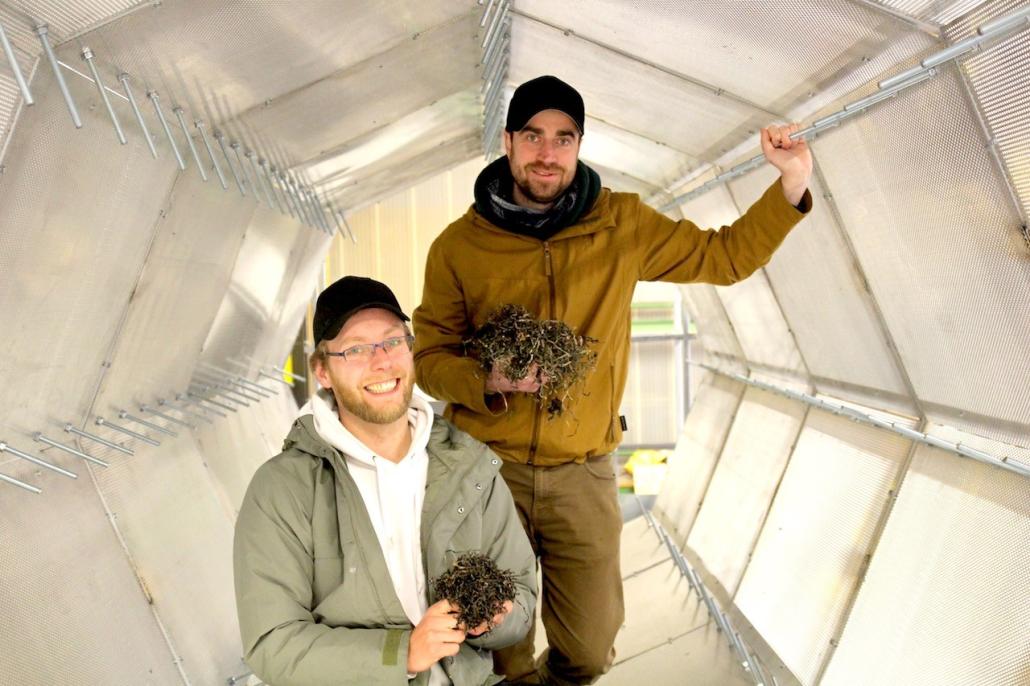 Tjark Ziehm und Marc Wejda (v. l.) ist Seegras kein Abfallprodukt, sondern vielseitig verwertbares Material aus dem Meer