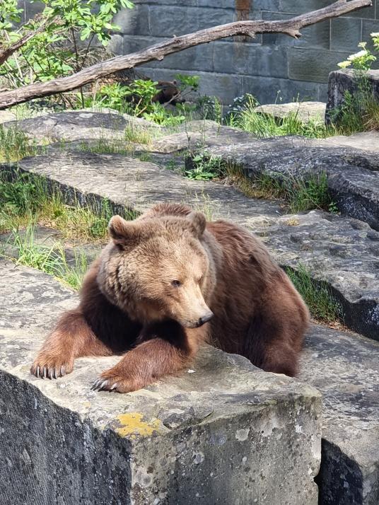 Was ein Kieler in der Schweiz erlebte