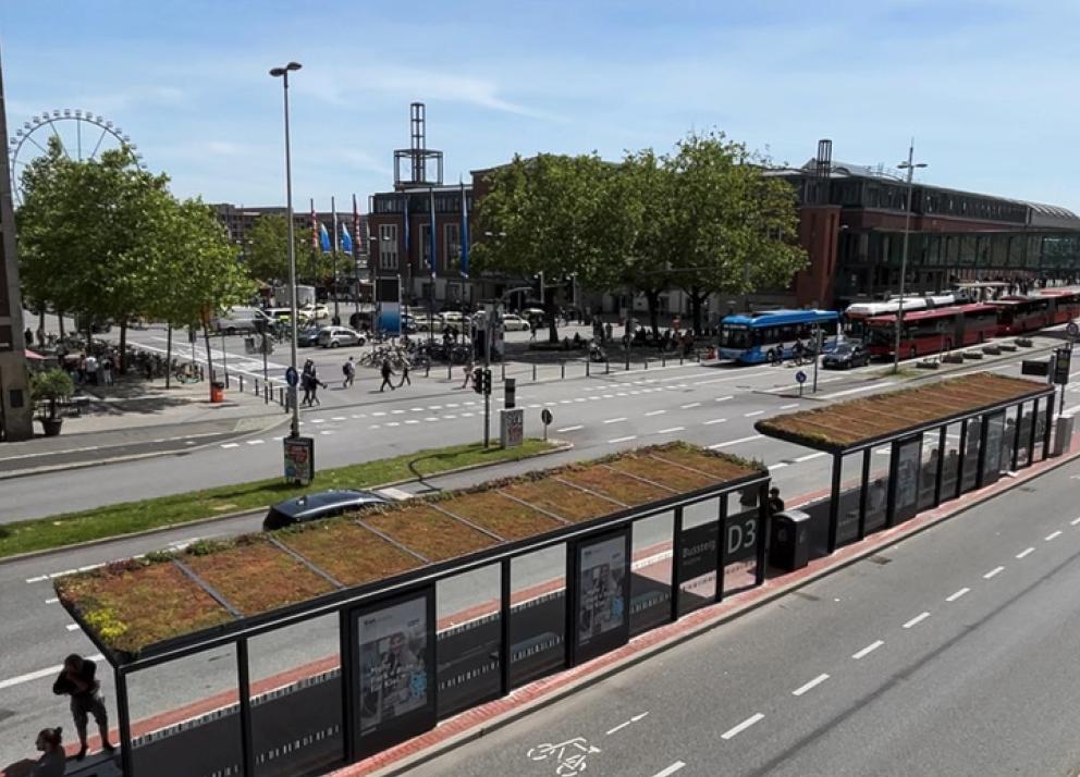 Seit einigen Tagen grünt es auf den Dächern der Bushaltestellen am Kieler Hauptbahnhof.