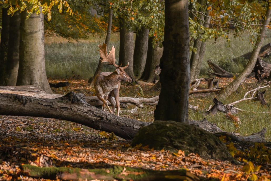4 Tipps für einen Winterspaziergang in Kiel