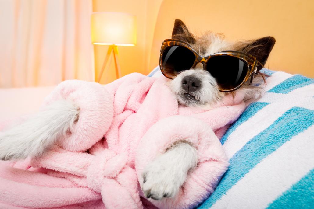 Dein Hunde-Event für den guten Zweck!