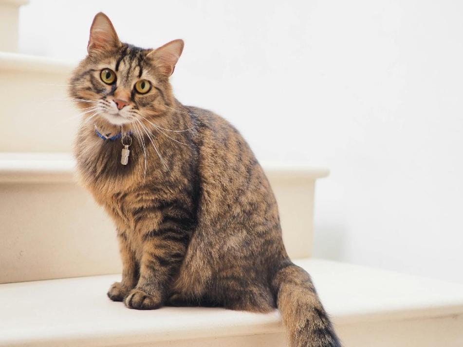 Kieler Tierheim: Wo Kinder Katzen vorlesen