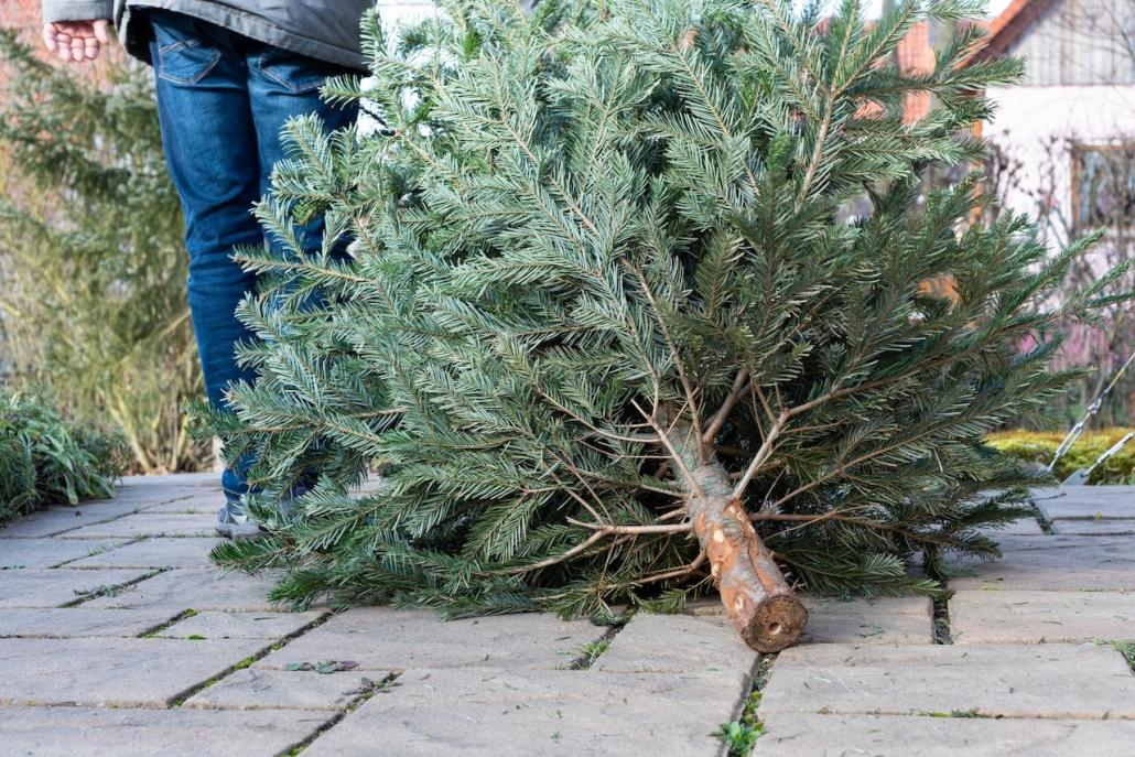 Weihnachtsbaum entsorgen in Kiel: Alle Sammelstellen und Regeln