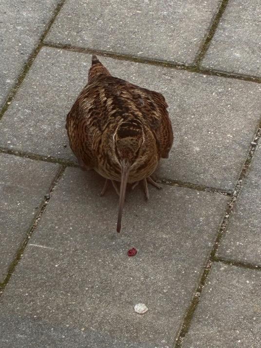 Ungewöhnlicher Gast: Eine Waldschnepfe flog gegen das Fenster der Redaktion und brauchte kurzfristige Unterstützung.