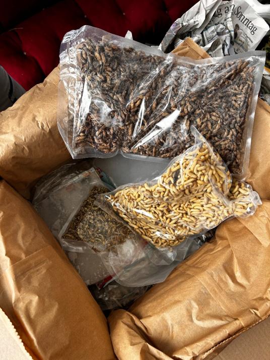 Leckerbissen für Wildtiere: Weil wild lebende Tiere wie Vögel aktuell nur schwer Nahrung finden, füttern die Mitarbeitenden der Station Insekten, um sie wieder aufzupäppeln.