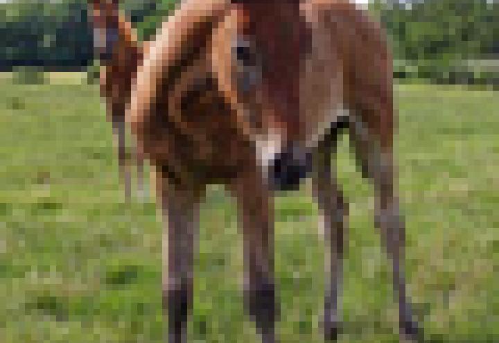 Reiten in ländlicher Idylle 