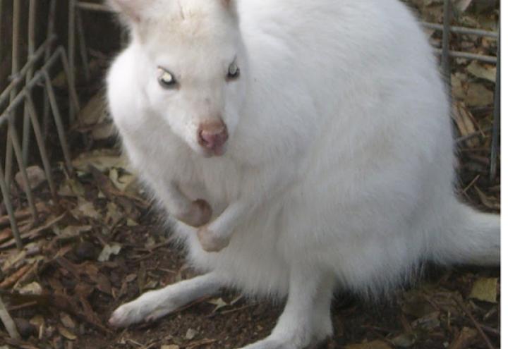 Weißes Känguru auf Abwegen 