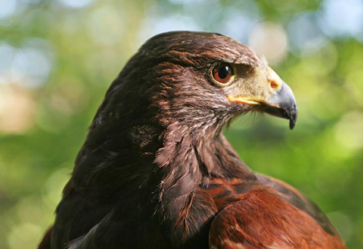 Frei wie ein Vogel 