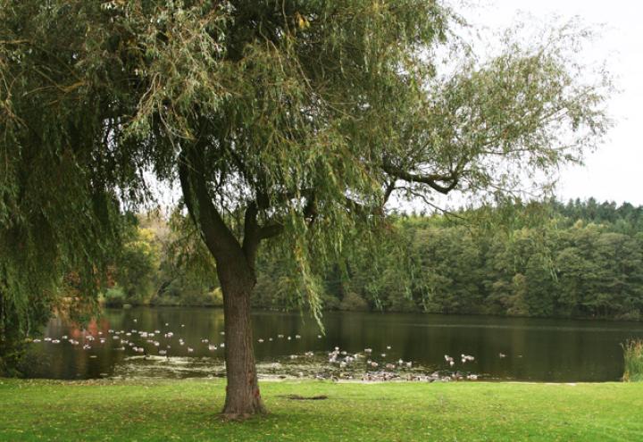 Ein Dorf im Porträt: Holtsee 