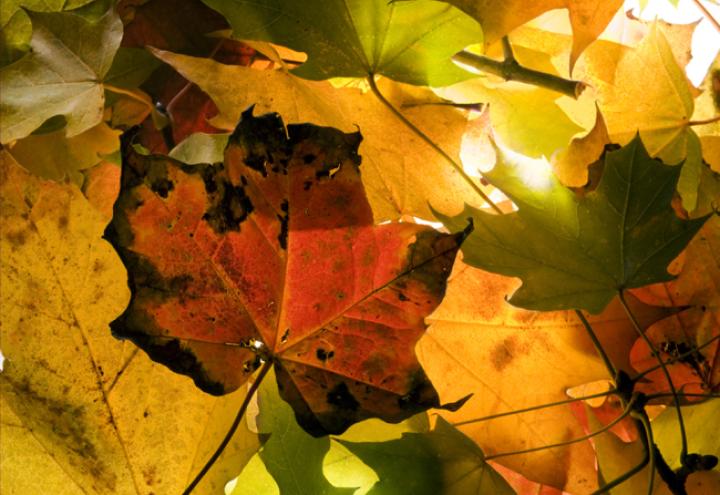 Langes Herbstwochenende in der Holtenauer 