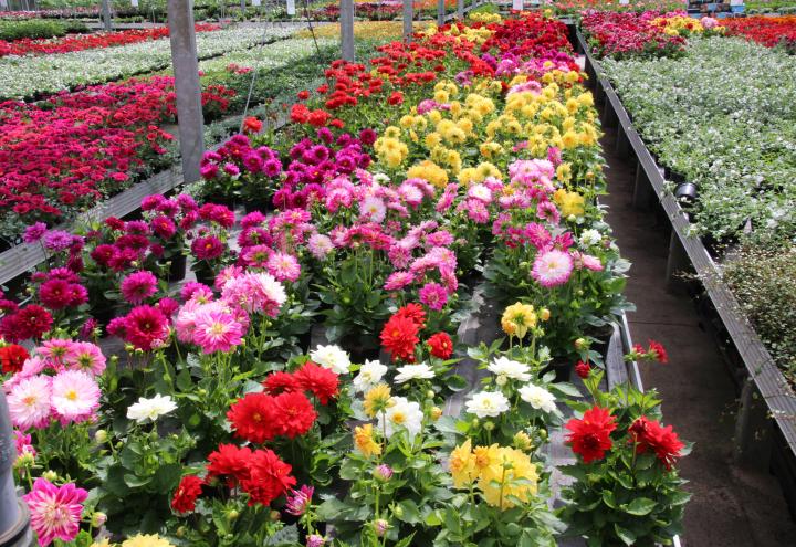 Mit diesen Pflanzen verzaubern Sie Ihren Garten 