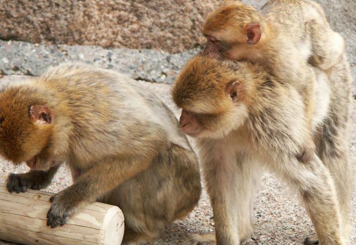 Tolle Aktionen im Tierpark Gettorf 