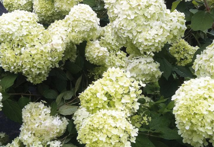 Herbstideen für den heimischen Garten 