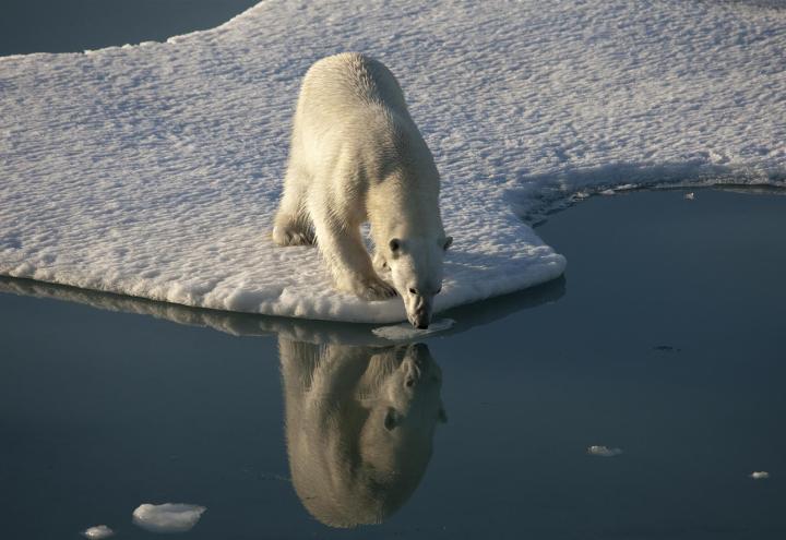 Greenpeace präsentiert Dia-Arktis-Vortrag 
