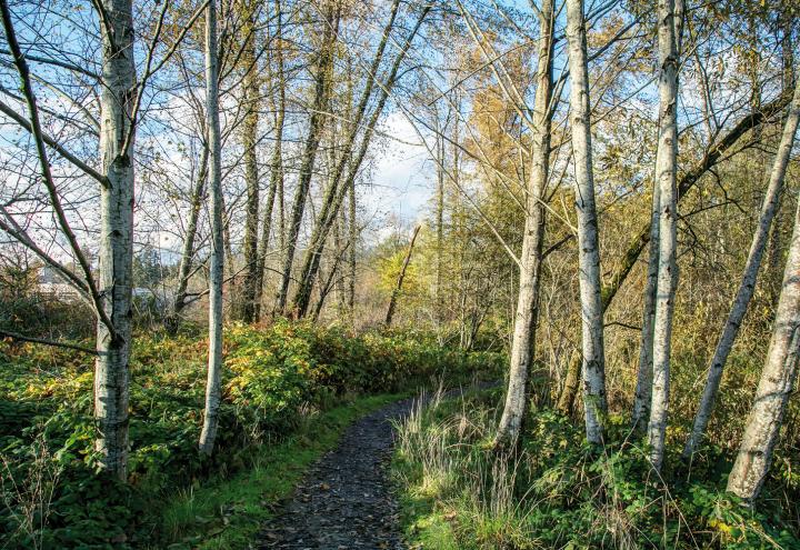 Warum Birkenrinde besonders wirkt 