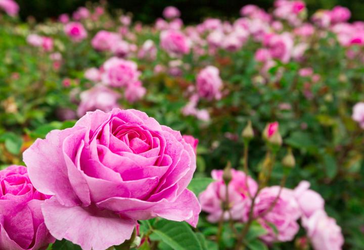 So zieht der Frühlingin den Garten ein 
