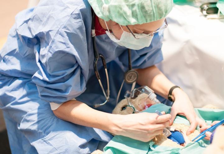 Das Teddybär-Krankenhaus gegen Angst vor dem Arztbesuch 